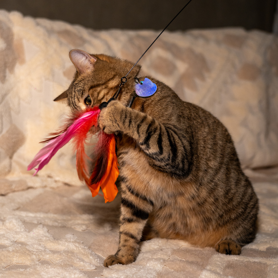 Cat Teaser Wand with Suction