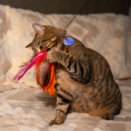 Cat Teaser Wand with Suction