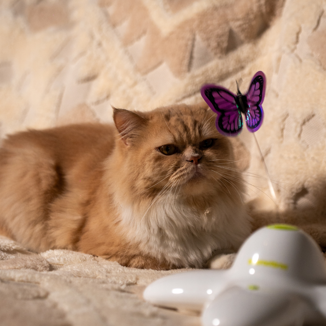 Flutter Bug Automatic Rotating Butterfly