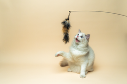 Cat Teaser Wand with Suction