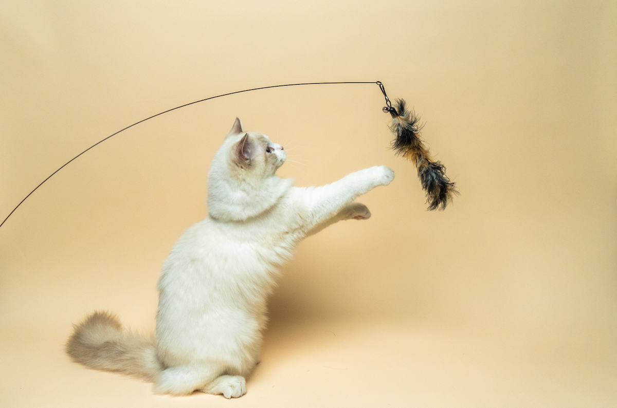 Cat Teaser Wand with Suction