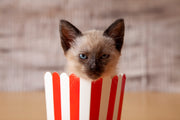 Cat TV